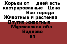   Хорьки от 35 дней есть кастрированные › Цена ­ 2 000 - Все города Животные и растения » Другие животные   . Мурманская обл.,Видяево нп